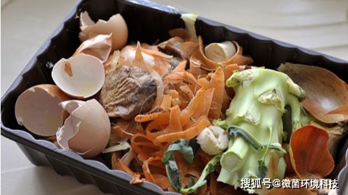 夏季垃圾恶臭气体处理 除臭菌的应用与原理