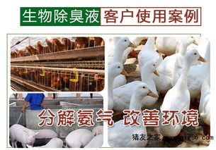 牛棚除臭选对方案 微生物除臭液如何高效驱逐臭味